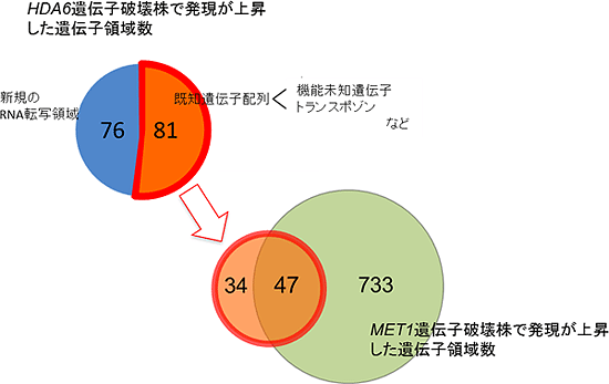 HDA6遺伝子破壊によって影響を受ける遺伝子群の図