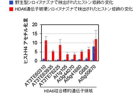 HDA6遺伝子の破壊による抑制の解除の図