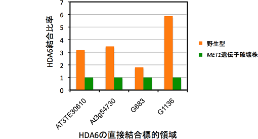 MET1遺伝子破壊株中でのHDA6結合量の低下の図