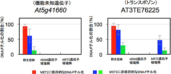 HDA6遺伝子破壊株中でのMET1依存的なDNAメチル化量の検出の図