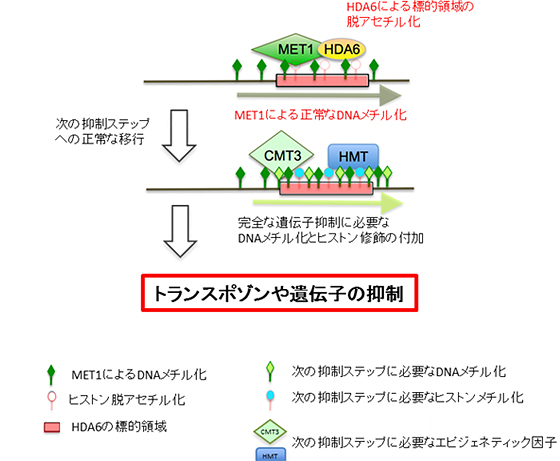 HDA6のヒストン脱アセチル化を介した遺伝子抑制メカニズムの図