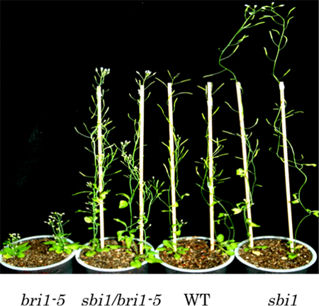 光のもとで育てたブラシノステロイドの突然変異体の図