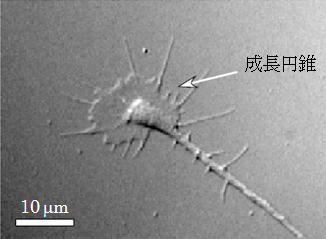 ニワトリ背根神経節神経細胞の神経突起の先端にある成長円錐の図