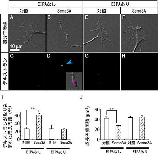 マクロピノサイトーシス阻害剤 (EIPA) 存在下ではSema3Aによるデキストランの取り込みと成長円錐の退縮が抑制の図