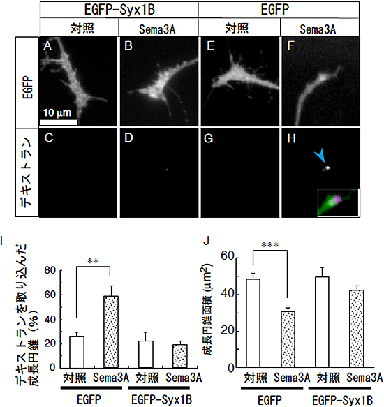 Syntaxin1B過剰発現はSema3Aによる成長円錐の退縮を抑制するの図