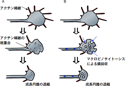 本研究の結果から推測される、成長円錐退縮の新しい分子機構