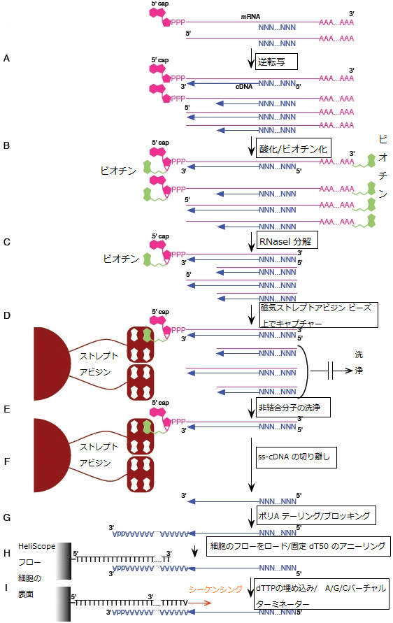 HeliScopeCAGE法の手順の図