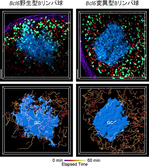 免疫応答中の濾胞外縁部のBリンパ球がBcl6依存的に胚中心へと移入する様子の図