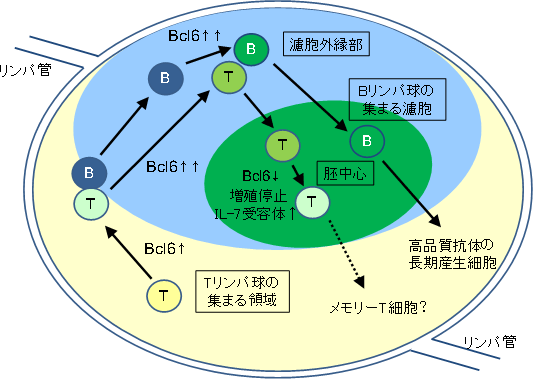 今回明らかにした、リンパ節の中におけるBcl6発現とBリンパ球のダイナミクスの概要の図