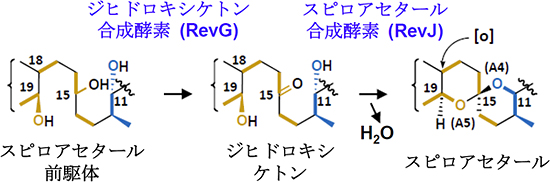 スピロアセタール生合成機構の図