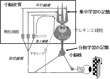 記憶痕跡のシナプス間移動におけるタンパク質の役割の図