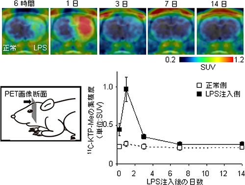 LPS脳内注入ラットのPETイメージングによる経時的な11C-KTP-Me集積の変化の図