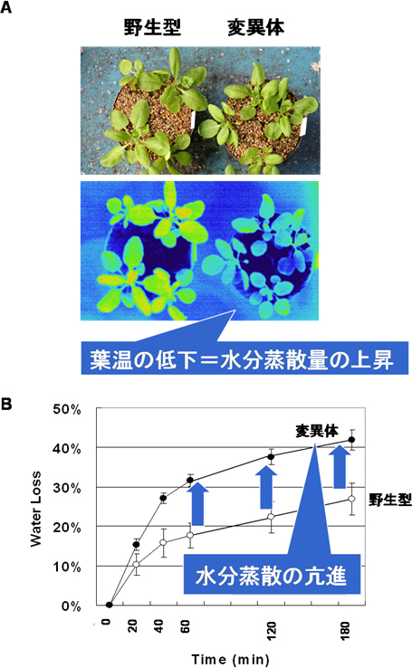 AtABCG22遺伝子の変異体の水分蒸散の図