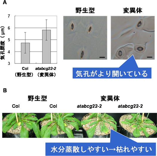 AtABCG22遺伝子の変異体の気孔開度の図