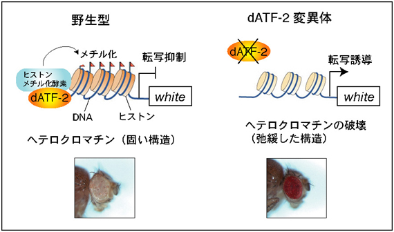 dATF-2 はヘテロクロマチン形成に必須の図