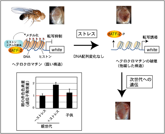 環境ストレスにより誘導された遺伝子発現上昇の子供への遺伝の図