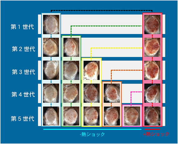 ストレスによる遺伝子発現変化は世代を超えて遺伝の図