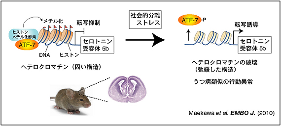 マウスATF-7は精神ストレスによる遺伝子の発現誘導に関与の図
