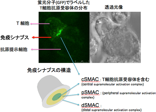 免疫応答開始に必要な免疫シナプスを形成するメカニズムを発見