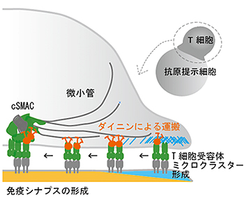 微小管を伝う分子モーター・ダイニンによるT細胞抗原受容体ミクロクラスター運搬と免疫シナプスの形成の図