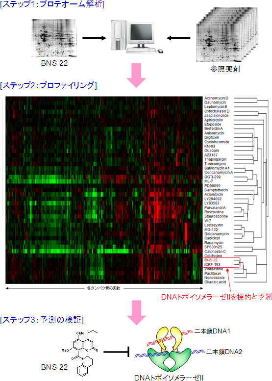 プロテオームプロファイリングによるBNS-22の作用標的同定の流れの図