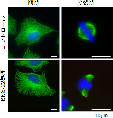 BNS-22による紡錘体形成異常 （緑：β-チューブリン、赤：γ-チューブリン、青：DNA）の図
