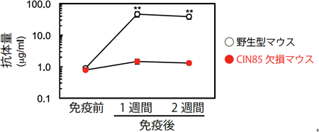 CIN85欠損マウスはTI-II抗原に対する抗体産生が低下しているの図