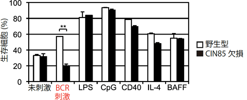 CIN85欠損マウスのB細胞はBCRからの刺激に反応できないの図