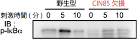 CIN85欠損マウスのB細胞はNF-κBの活性化が低下しているの図