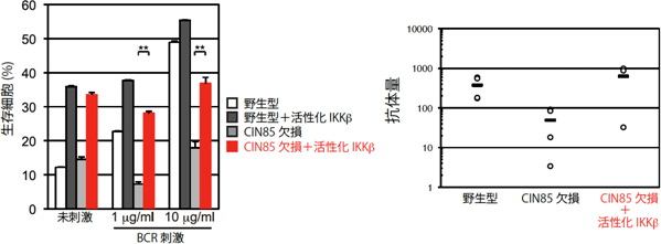 CIN85欠損マウスで低下した免疫応答は活性化型IKKβで回復するの図