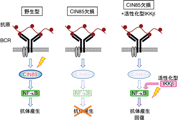 CIN85はBCRからのシグナルをNF-κBに伝達するの図