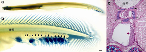 ヌタウナギ（成体）の透明骨格標本および組織切片標本の図