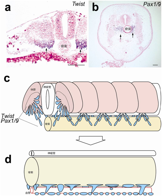 ヌタウナギの胚でのTwist、Pax1/9遺伝子の発現と脊椎骨発生過程の模式図の画像