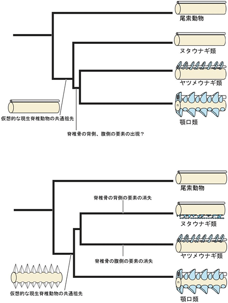 脊椎骨の形態の進化過程（モデル図）の画像