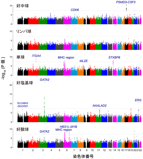 白血球成分測定値を対象としたゲノムワイド関連解析結果の図