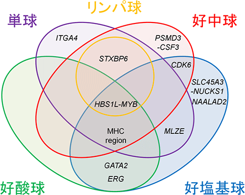 白血球成分間における、関連遺伝子の共有の図