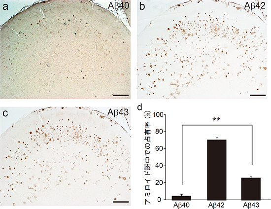 アルツハイマー病患者の脳切片における各Aβ43の存在比率の図