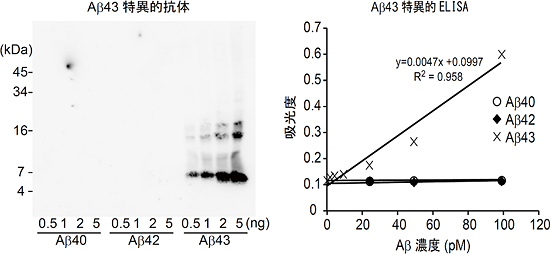 Aβ43に特異的な抗体の選定とELISAシステムの図