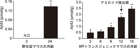 マウス脳内におけるAβ43量の加齢依存的増加の図