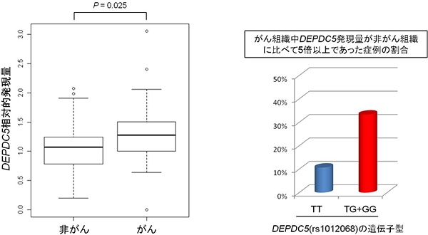 肝組織中DEPDC5発現量の比較の図