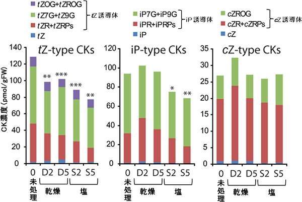 乾燥・塩ストレス処理した野生型植物のCK濃度の図