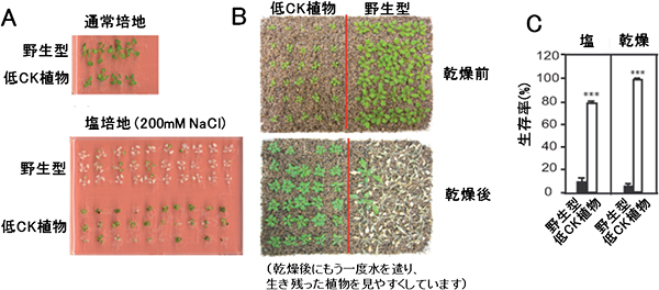 低CK植物の塩及び乾燥ストレス処理の図