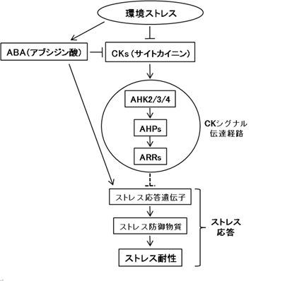 CKとABAを介したストレス応答経路のモデル図の画像