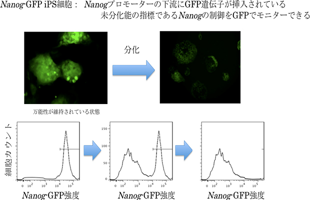 マウスNanog-GFP iPS細胞による万能性の評価の図