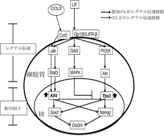 CCL2タンパク質が作用するLIFシグナル経路の図
