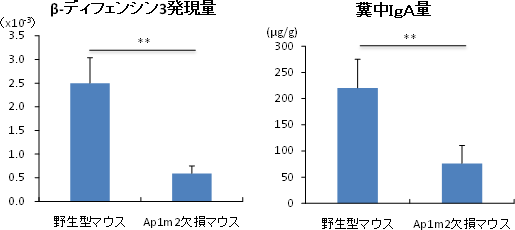 野生型マウスとAP-1B欠損マウスの比較の図