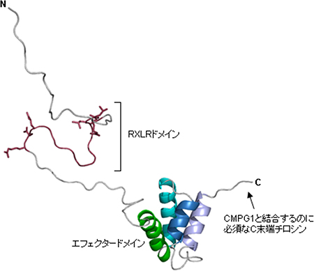 AVR3aの立体構造の図