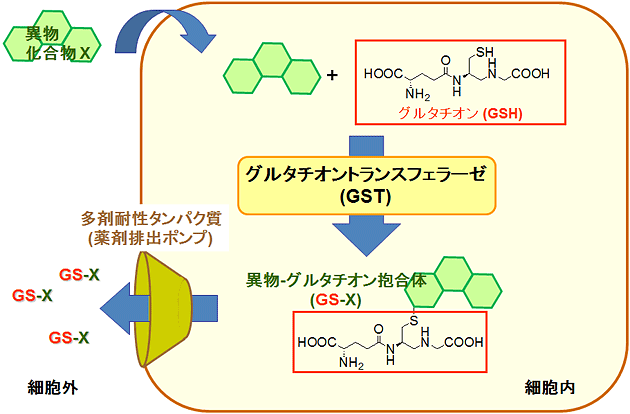 GSTとグルタチオンの異物排出機構の図