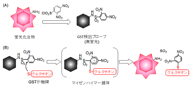 GST検出プローブの合成とGST検出機構の図