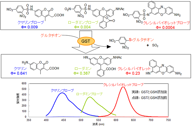 GST検出プローブの構造と各プローブの蛍光スペクトルの図